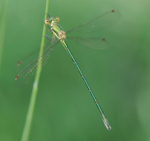 Lestes virens